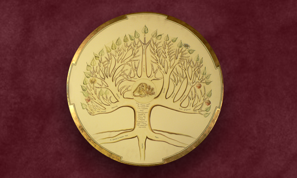 Javas gyógyfa, amelyet a javasgyógyászok használnak.